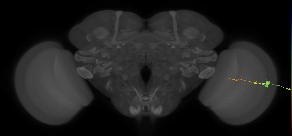 Tm4_R (MaleCNS:110703)