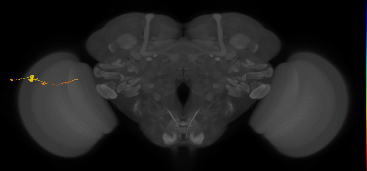 Tm4_L (MaleCNS:542886)