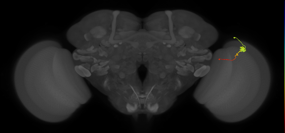 Tm4_R (MaleCNS:87352)
