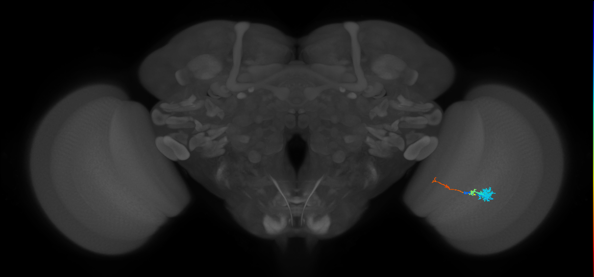Tm4_R (MaleCNS:71276)