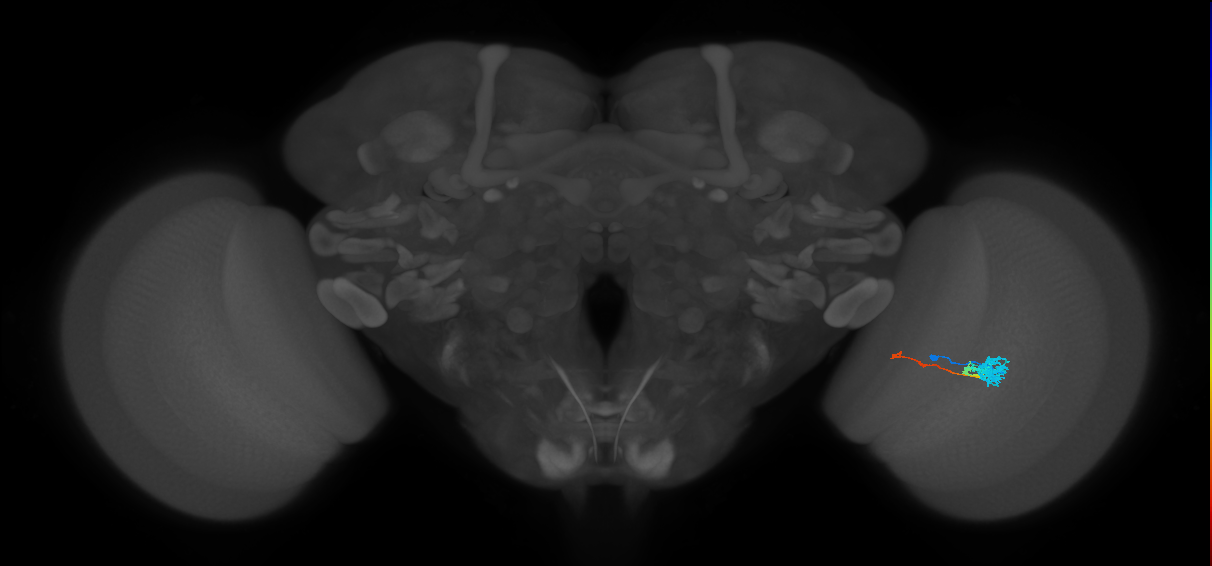 Tm4_R (MaleCNS:78930)