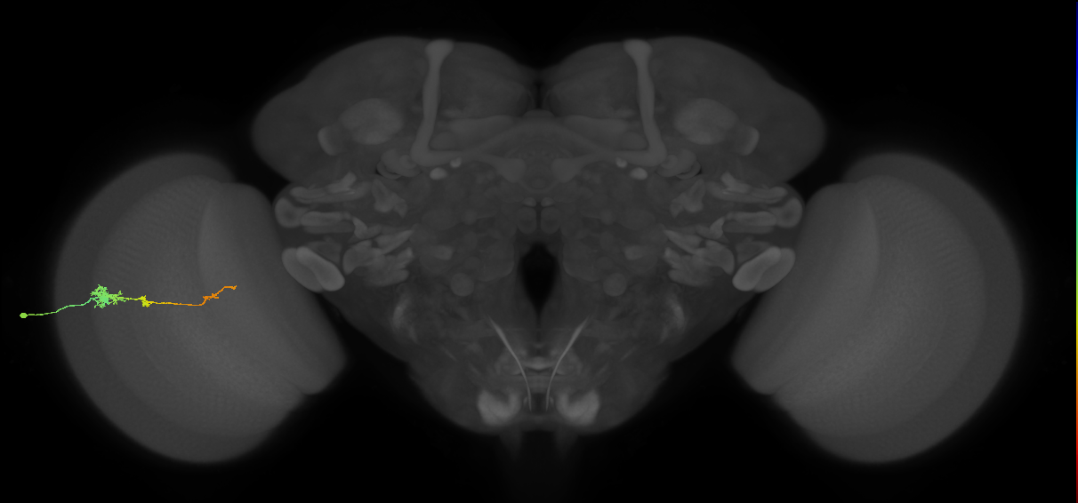 Tm4_L (MaleCNS:80277)