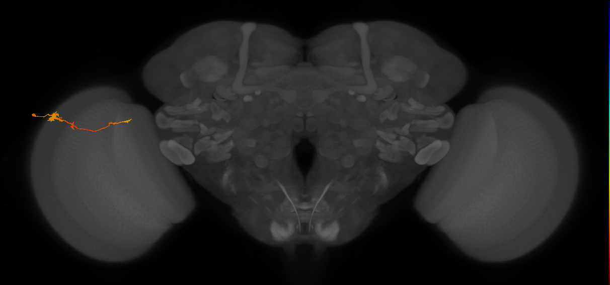 Tm4_L (MaleCNS:131263)