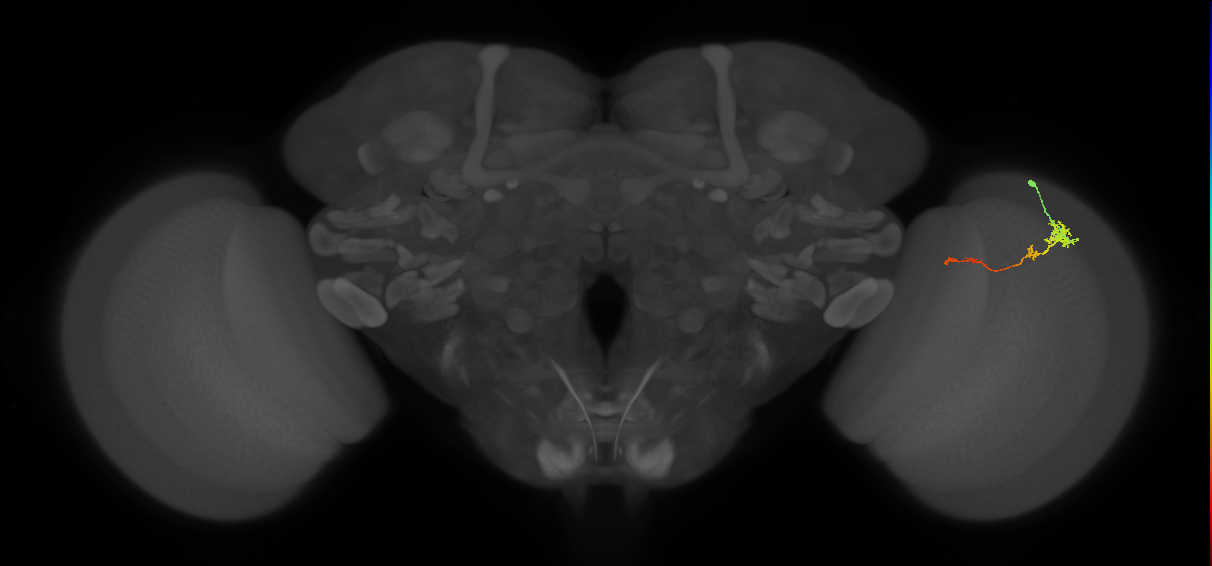 Tm4_R (MaleCNS:130874)