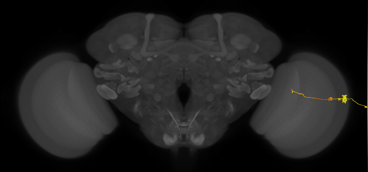 Tm4_R (MaleCNS:114870)