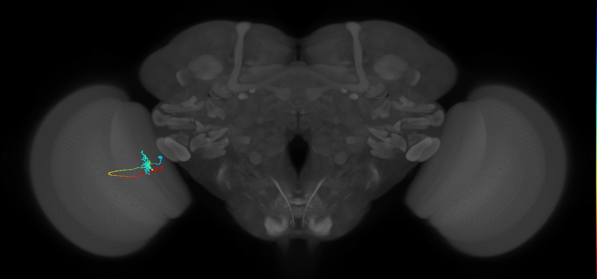 Tm4_L (MaleCNS:108055)