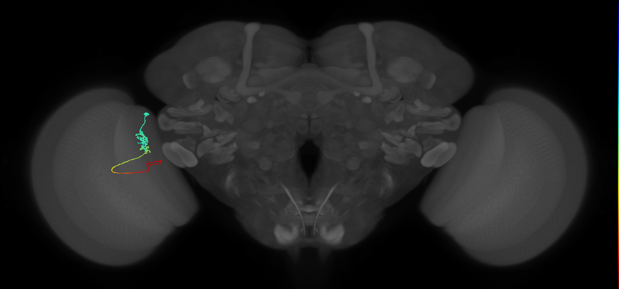 Tm4_L (MaleCNS:143934)