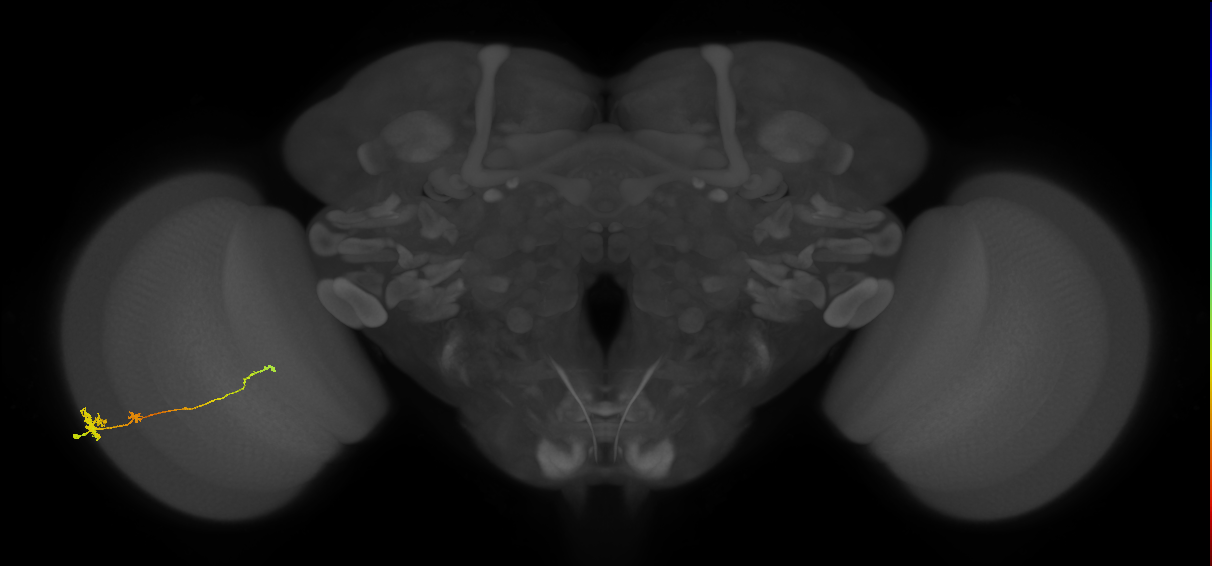 Tm4_L (MaleCNS:78406)