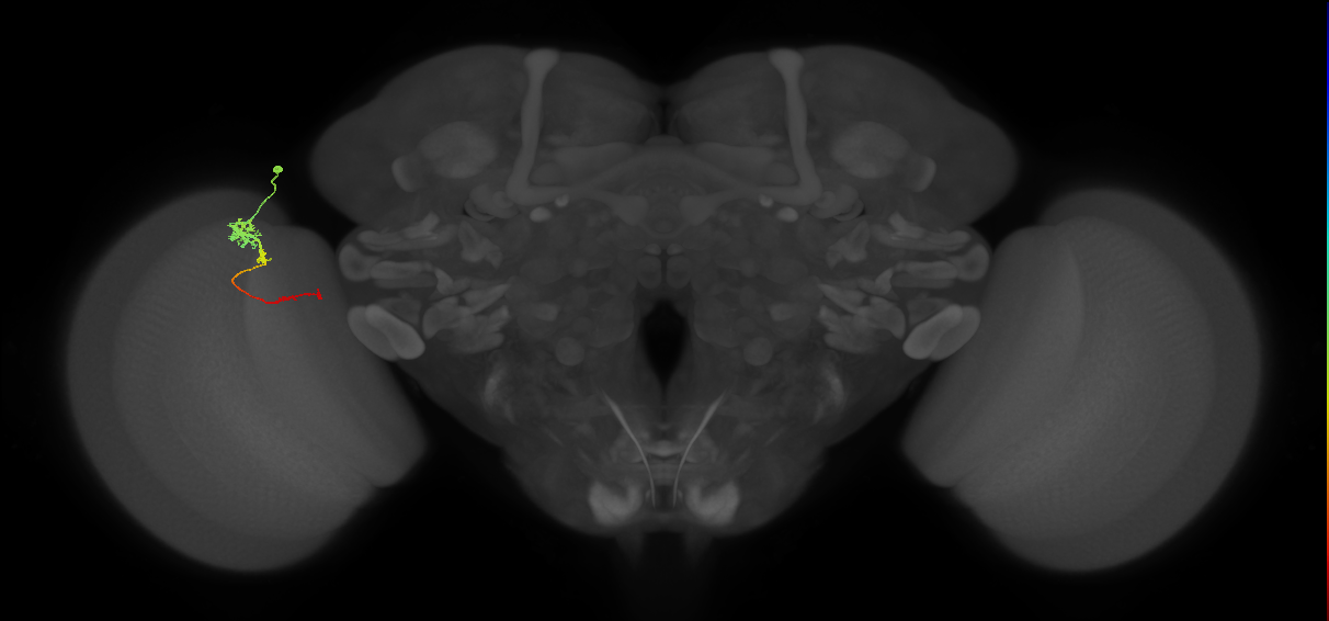 Tm4_L (MaleCNS:78690)