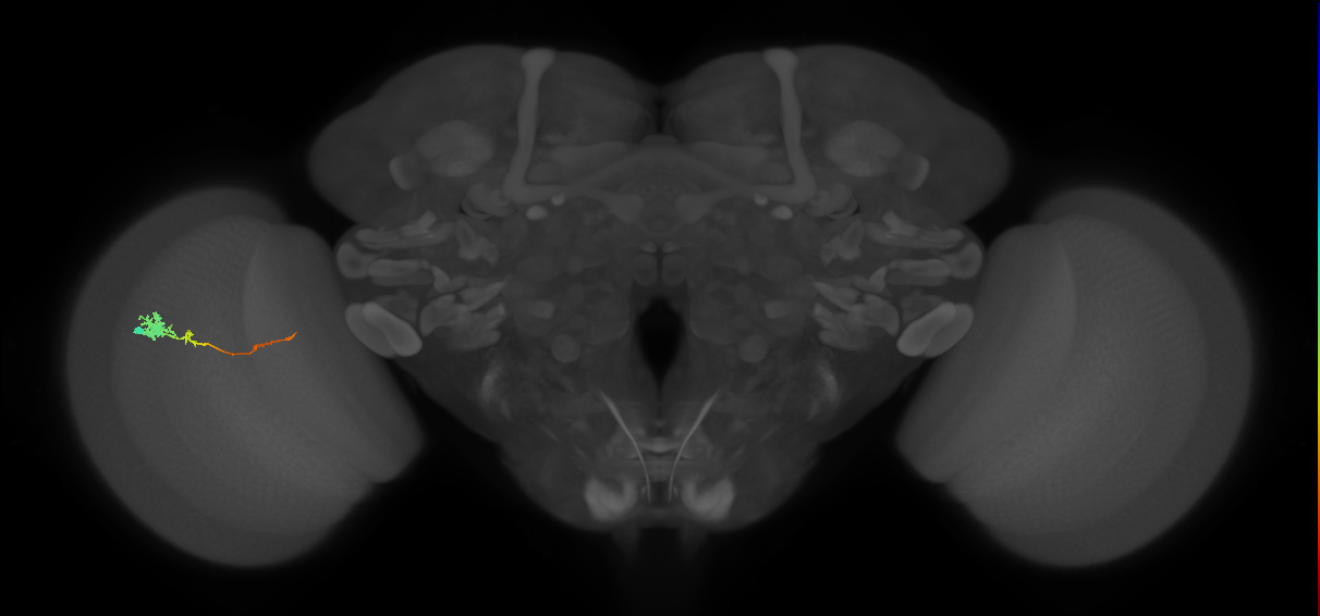 Tm4_L (MaleCNS:82847)