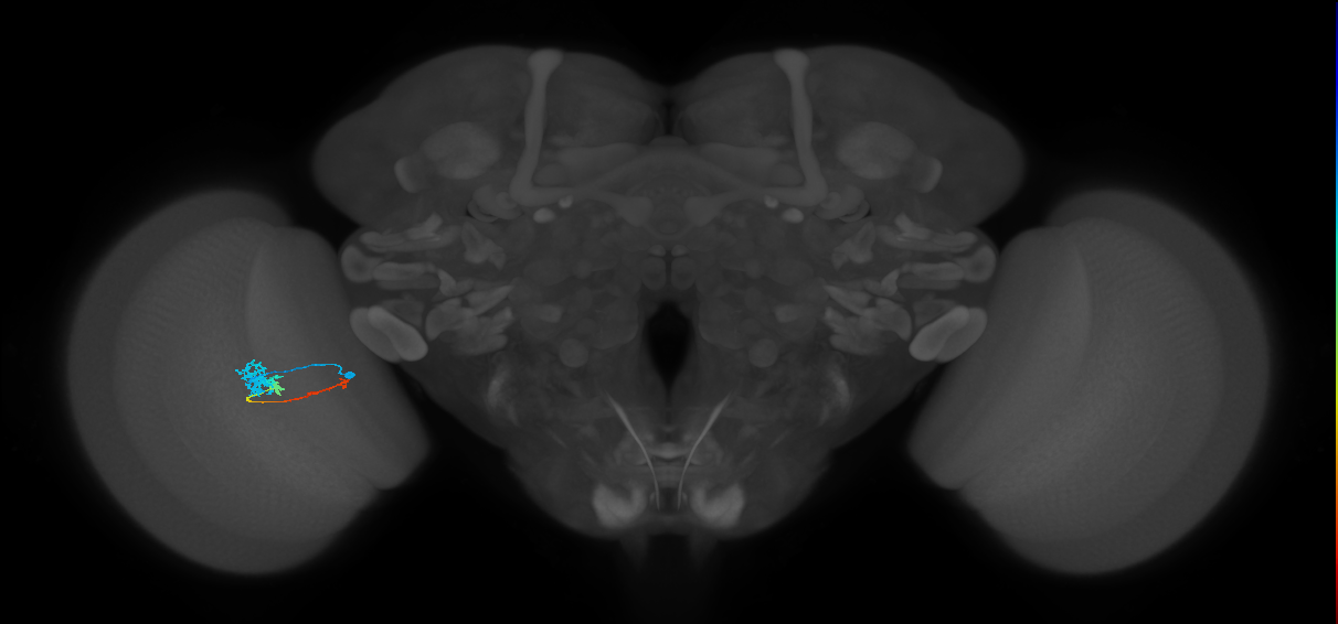 Tm4_L (MaleCNS:529628)