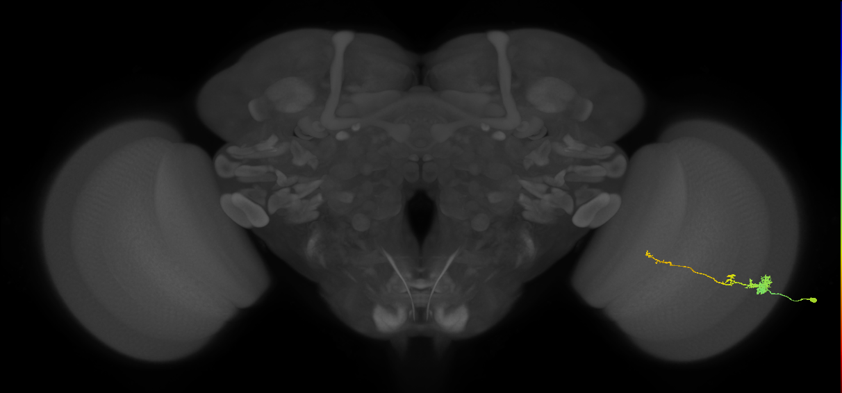 Tm4_R (MaleCNS:64577)