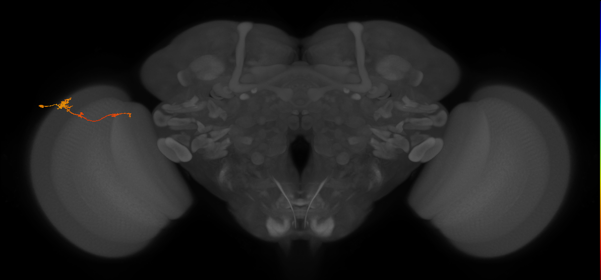 Tm4_L (MaleCNS:84550)