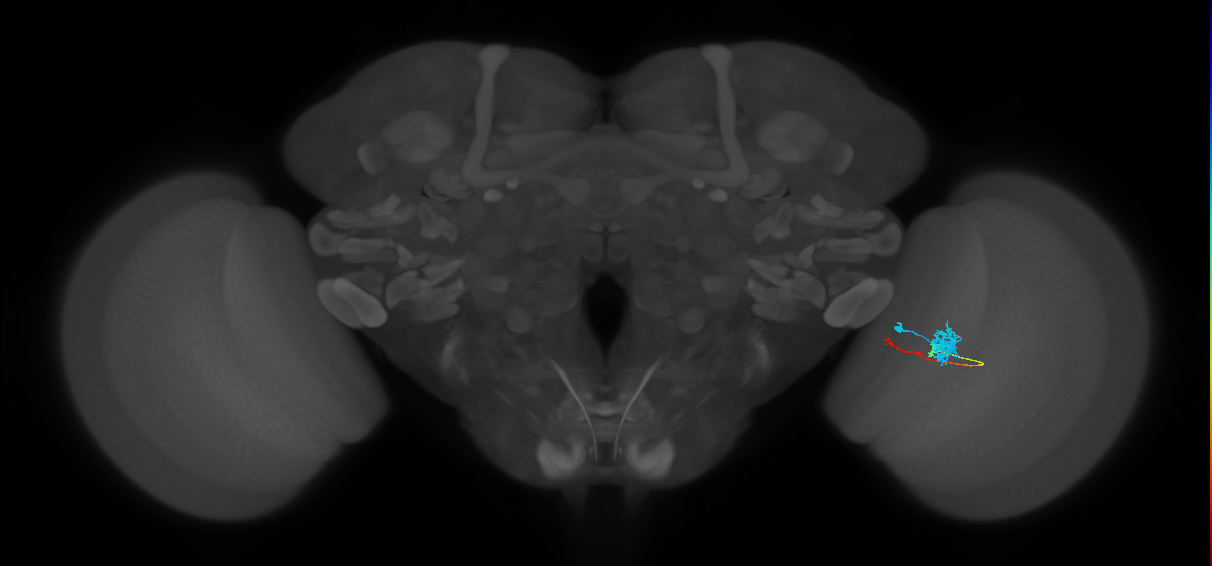Tm4_R (MaleCNS:74162)