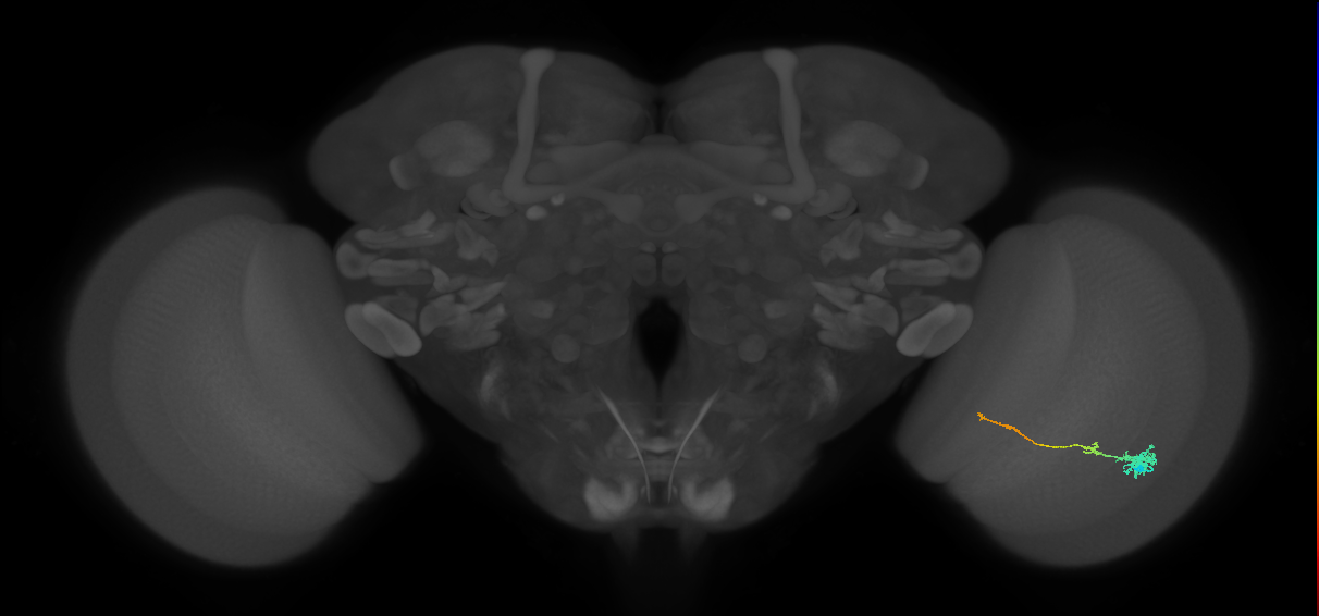 Tm4_R (MaleCNS:78596)