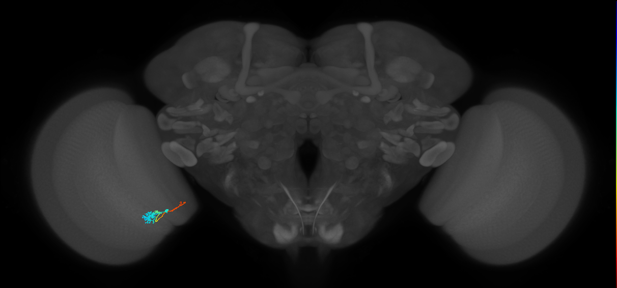 Tm4_L (MaleCNS:107465)