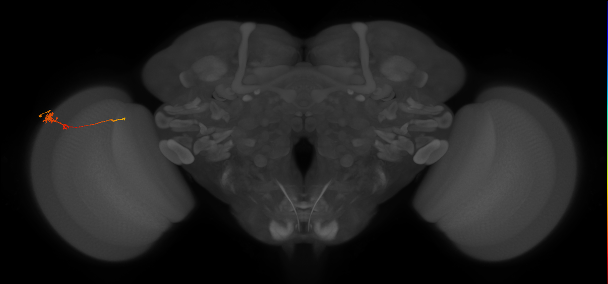 Tm4_L (MaleCNS:44971)