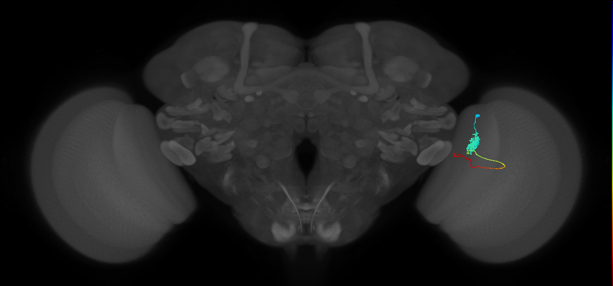 Tm4_R (MaleCNS:85520)