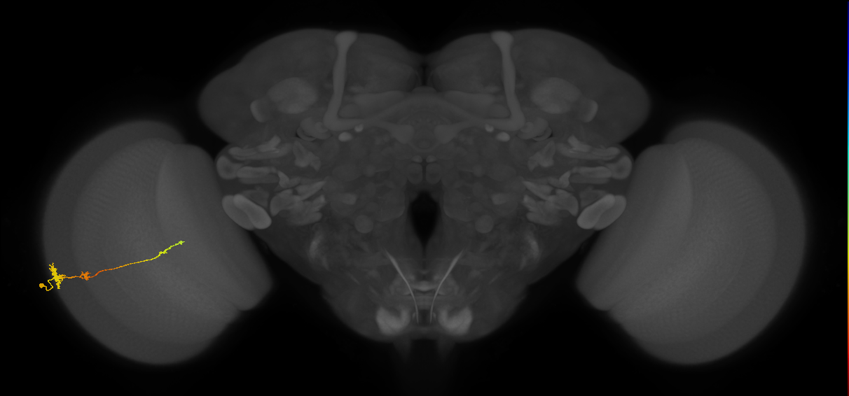 Tm4_L (MaleCNS:515852)