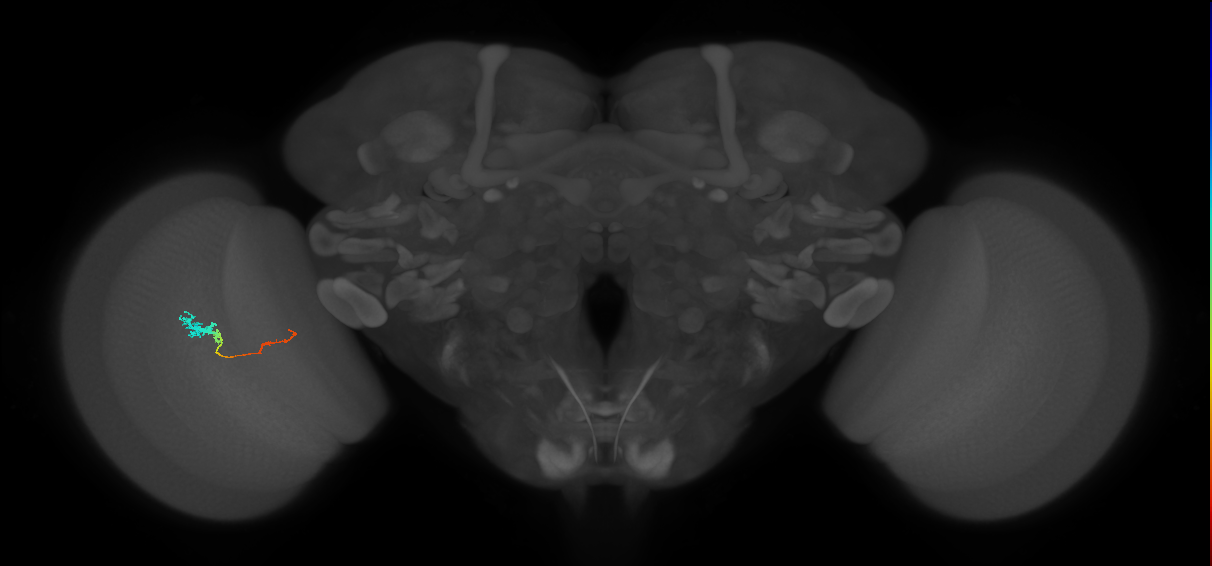 Tm4_L (MaleCNS:129394)