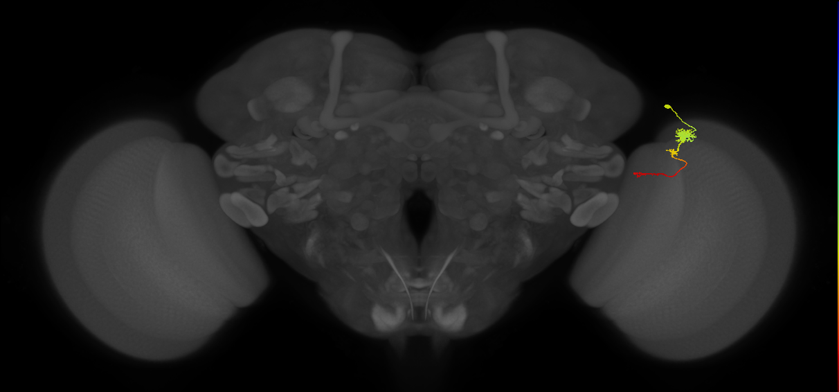 Tm4_R (MaleCNS:84102)