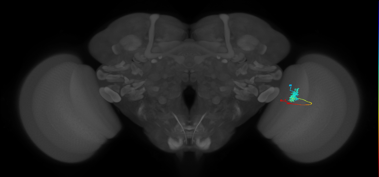 Tm4_R (MaleCNS:70944)