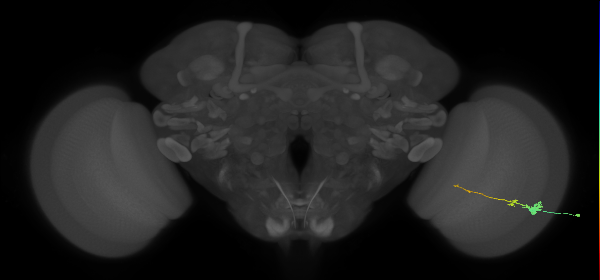 Tm4_R (MaleCNS:64370)