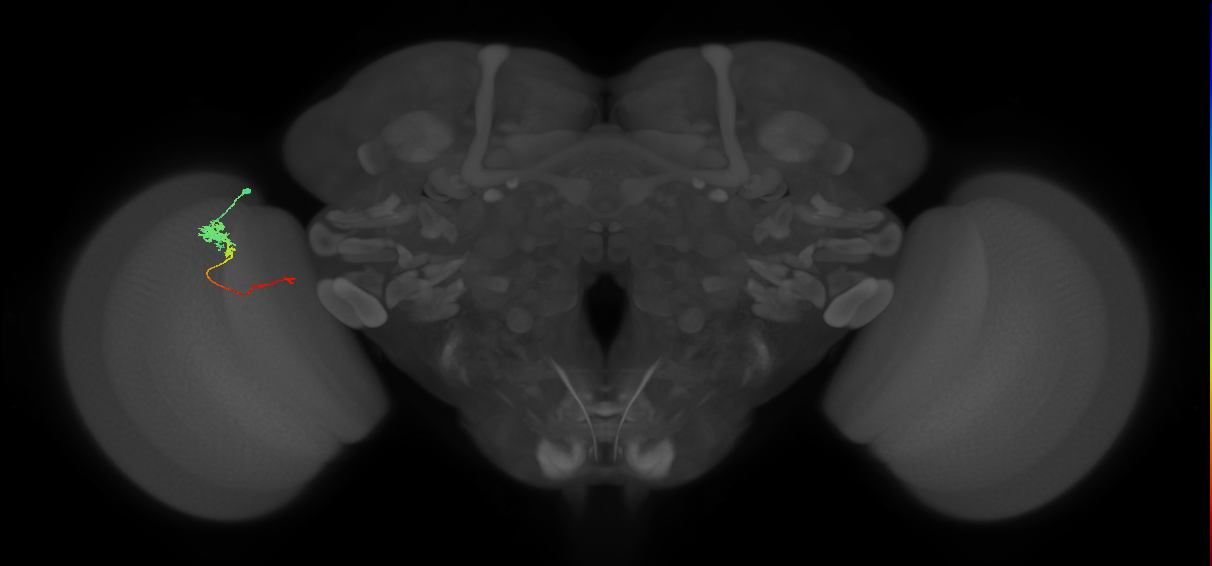 Tm4_L (MaleCNS:524914)