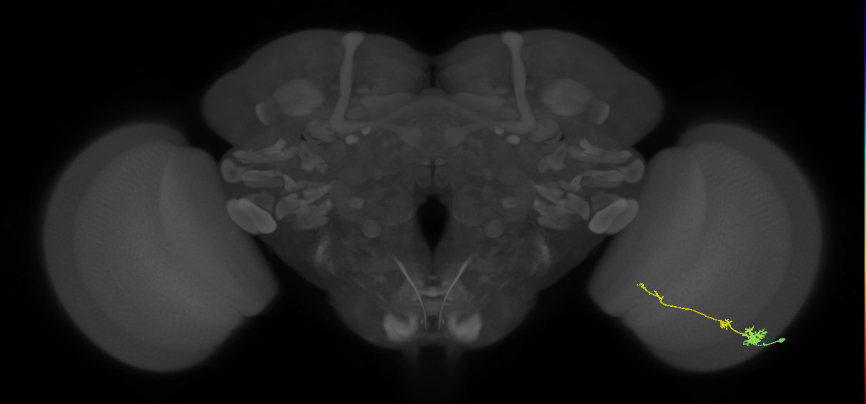 Tm4_R (MaleCNS:62980)