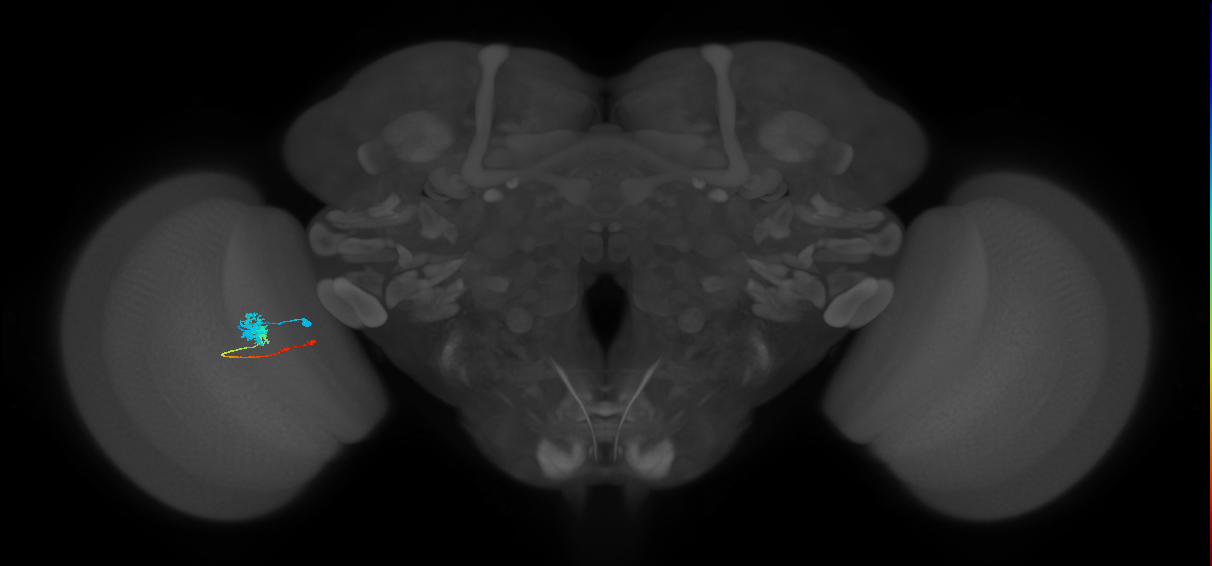 Tm4_L (MaleCNS:56286)