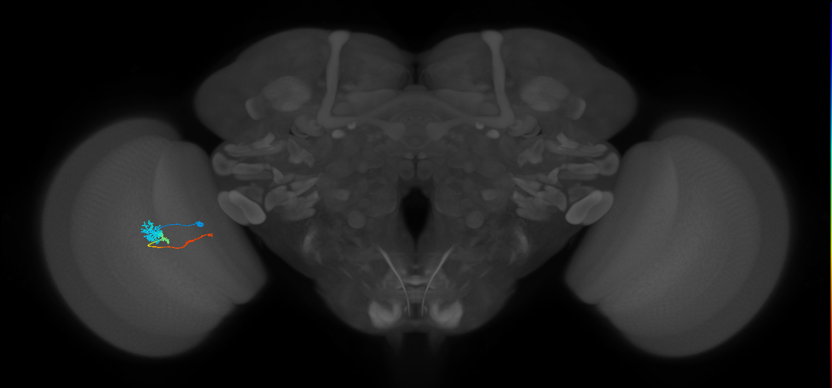 Tm4_L (MaleCNS:69278)
