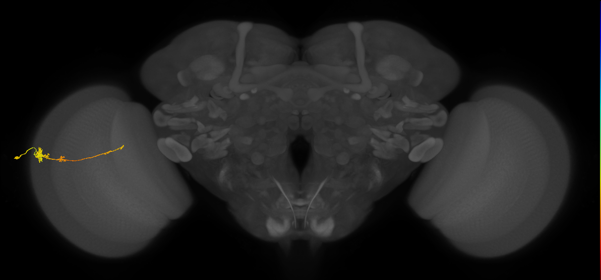 Tm4_L (MaleCNS:80047)