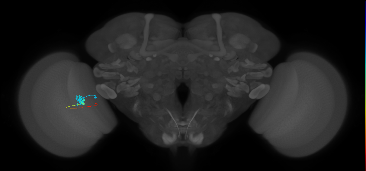 Tm4_L (MaleCNS:532033)