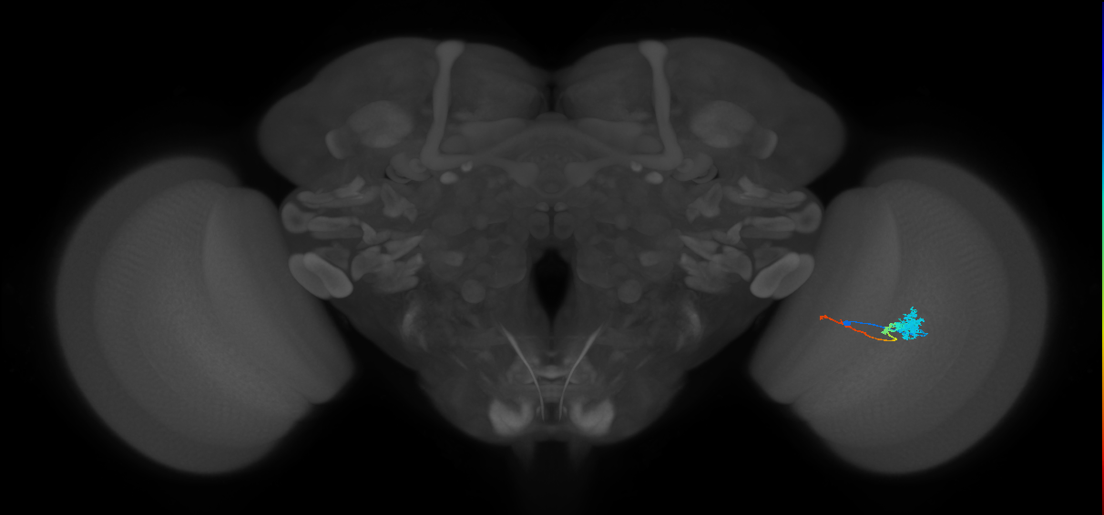 Tm4_R (MaleCNS:69836)