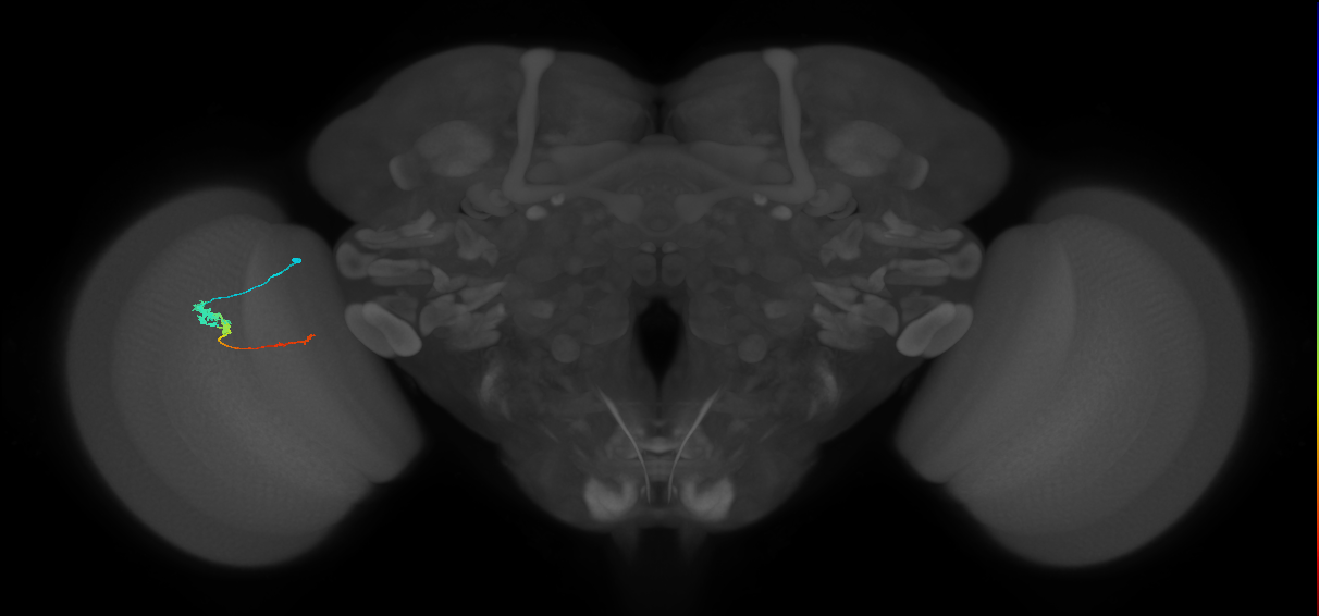 Tm4_L (MaleCNS:514215)