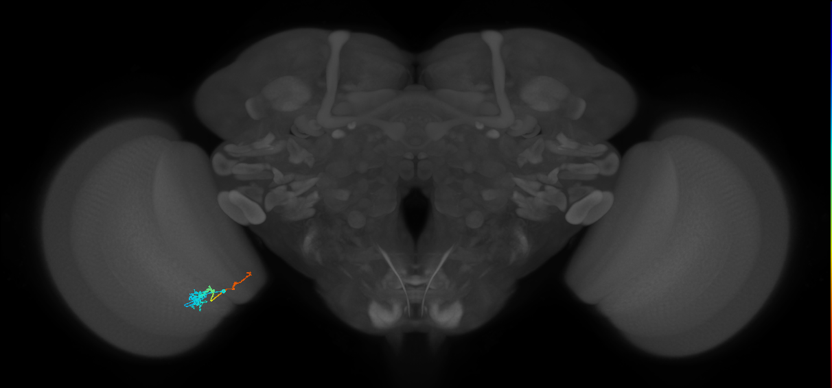 Tm4_L (MaleCNS:529908)