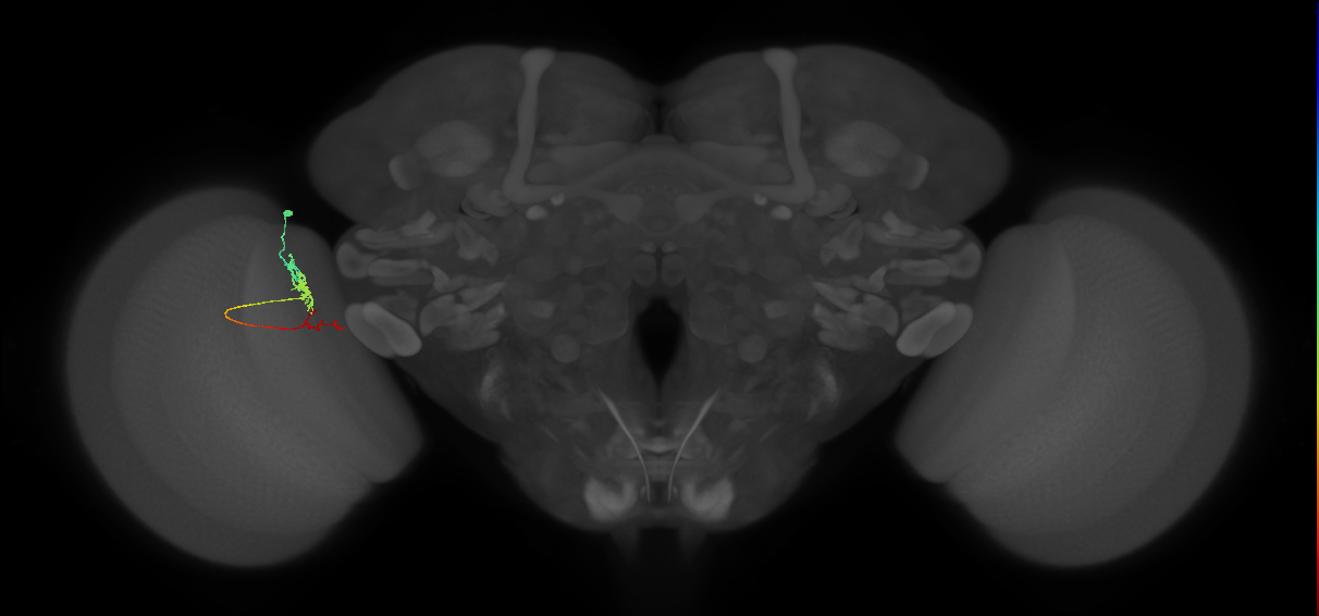 Tm4_L (MaleCNS:96176)
