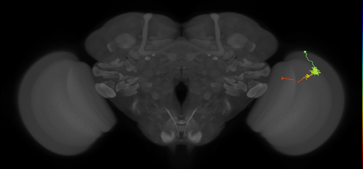 Tm4_R (MaleCNS:69128)