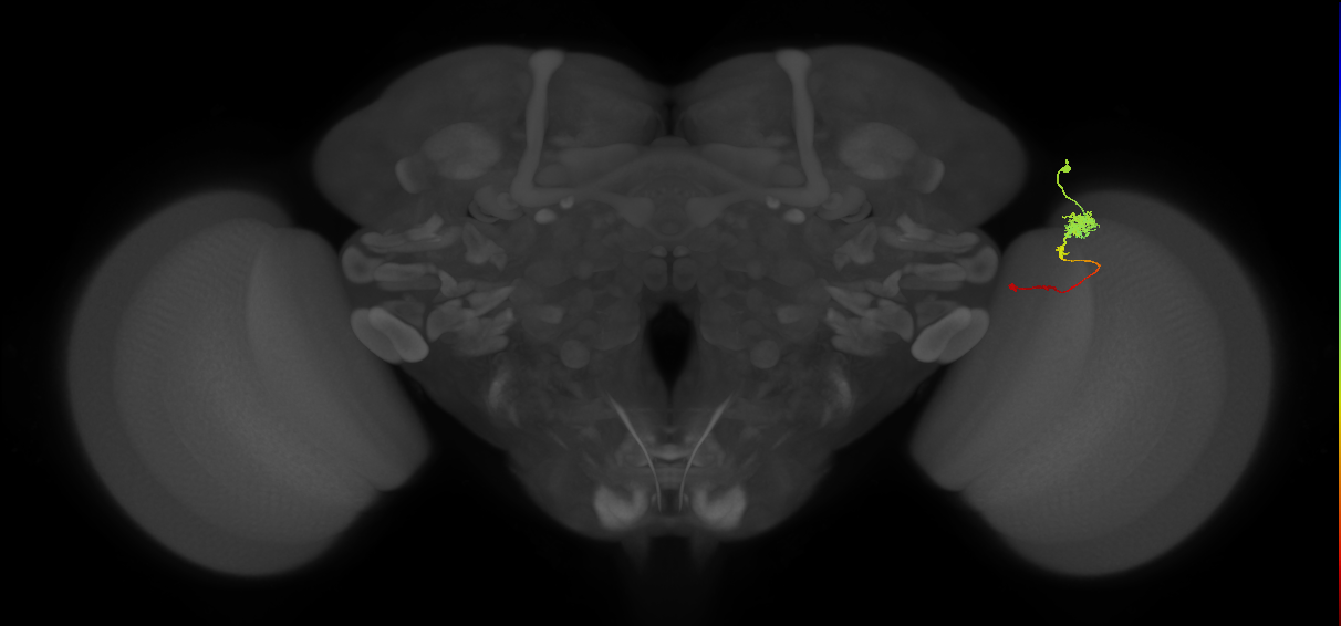 Tm4_R (MaleCNS:92791)