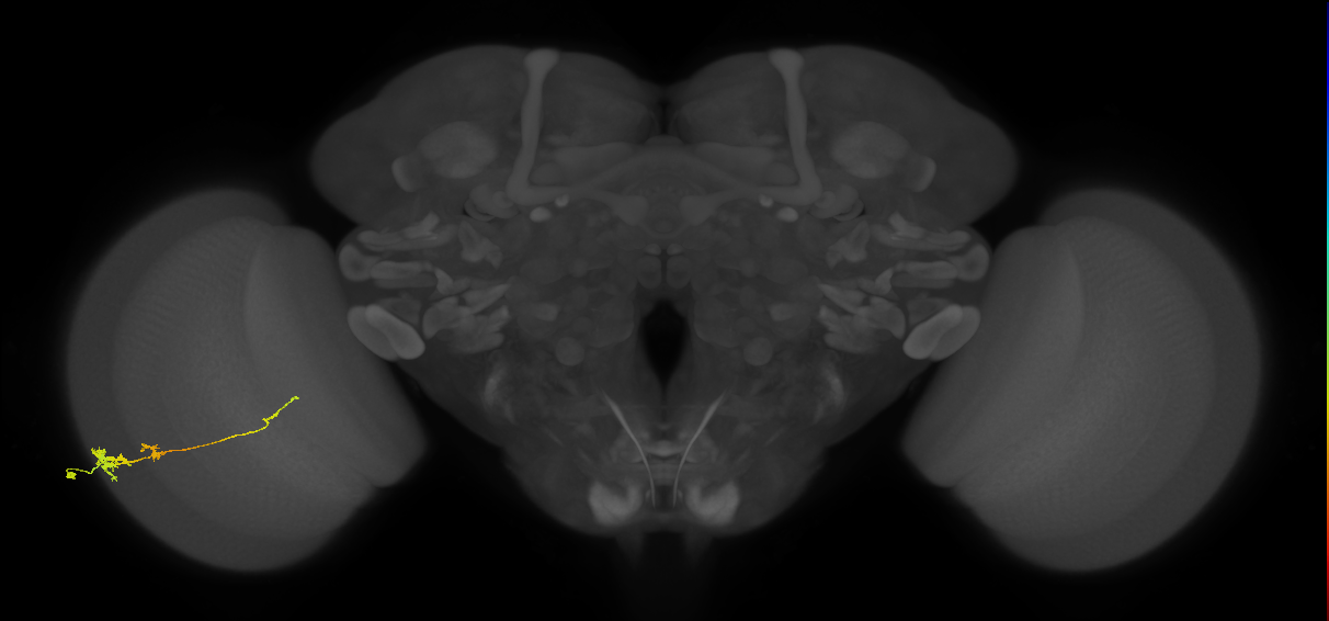 Tm4_L (MaleCNS:71964)