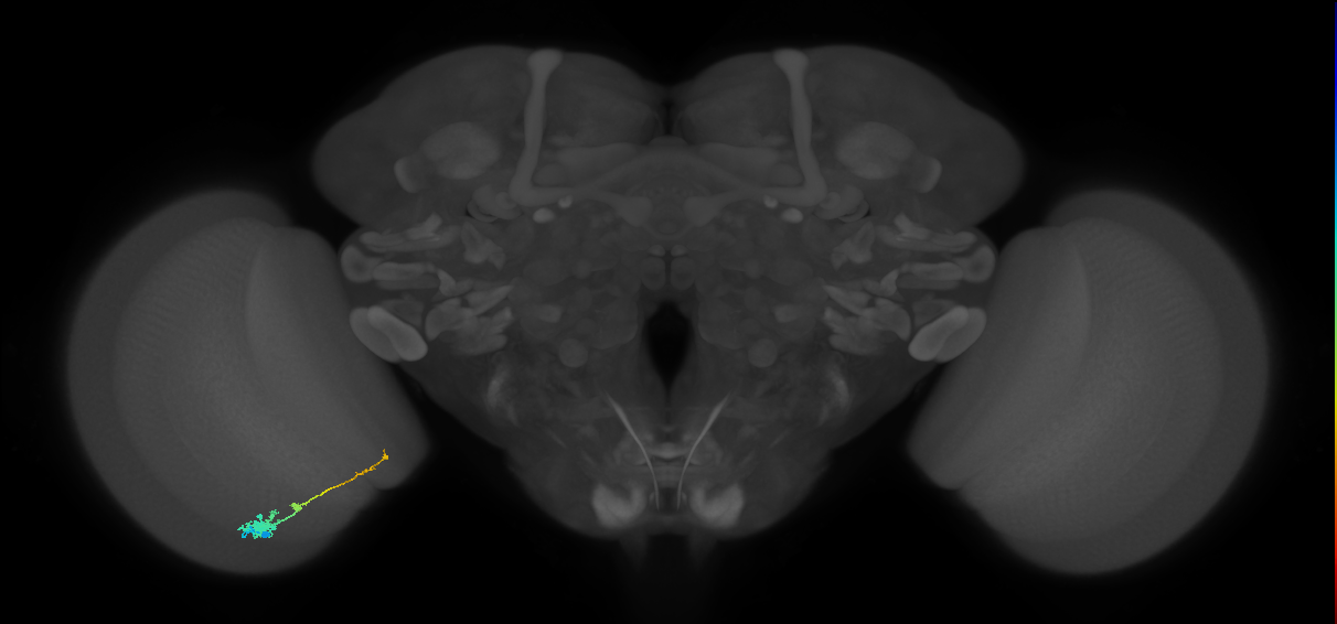 Tm4_L (MaleCNS:539397)