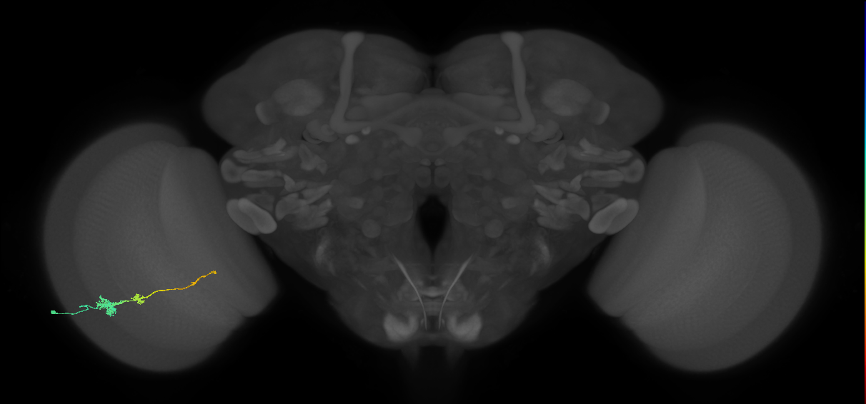 Tm4_L (MaleCNS:72547)