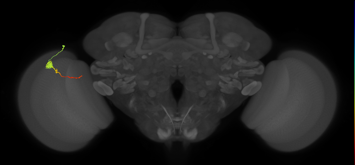 Tm4_L (MaleCNS:76049)
