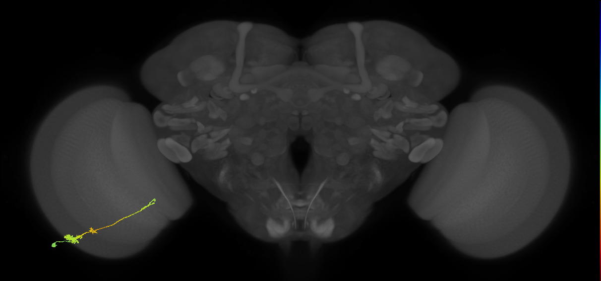 Tm4_L (MaleCNS:21732)