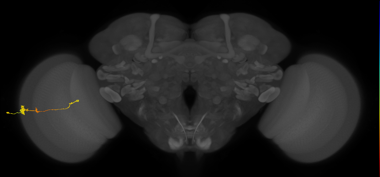 Tm4_L (MaleCNS:543988)