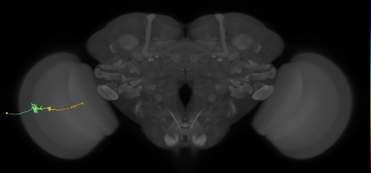 Tm4_L (MaleCNS:519434)