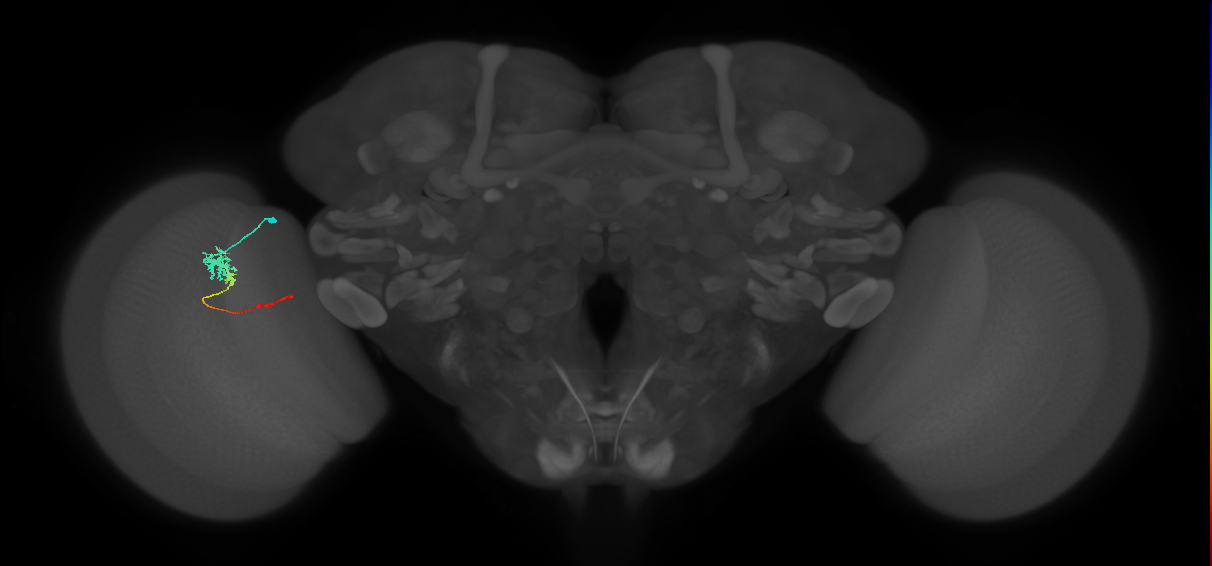 Tm4_L (MaleCNS:120878)