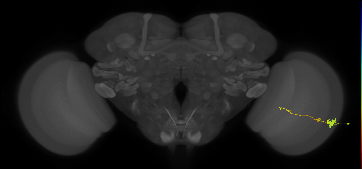 Tm4_R (MaleCNS:61037)