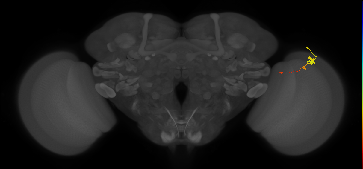 Tm4_R (MaleCNS:82935)