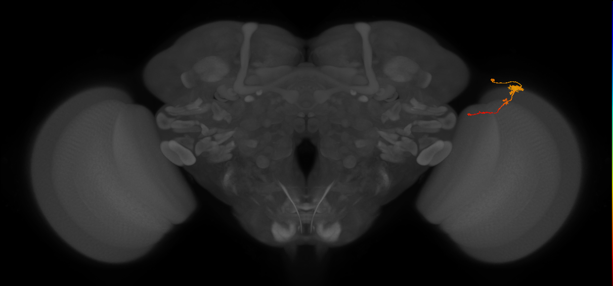 Tm4_R (MaleCNS:91061)